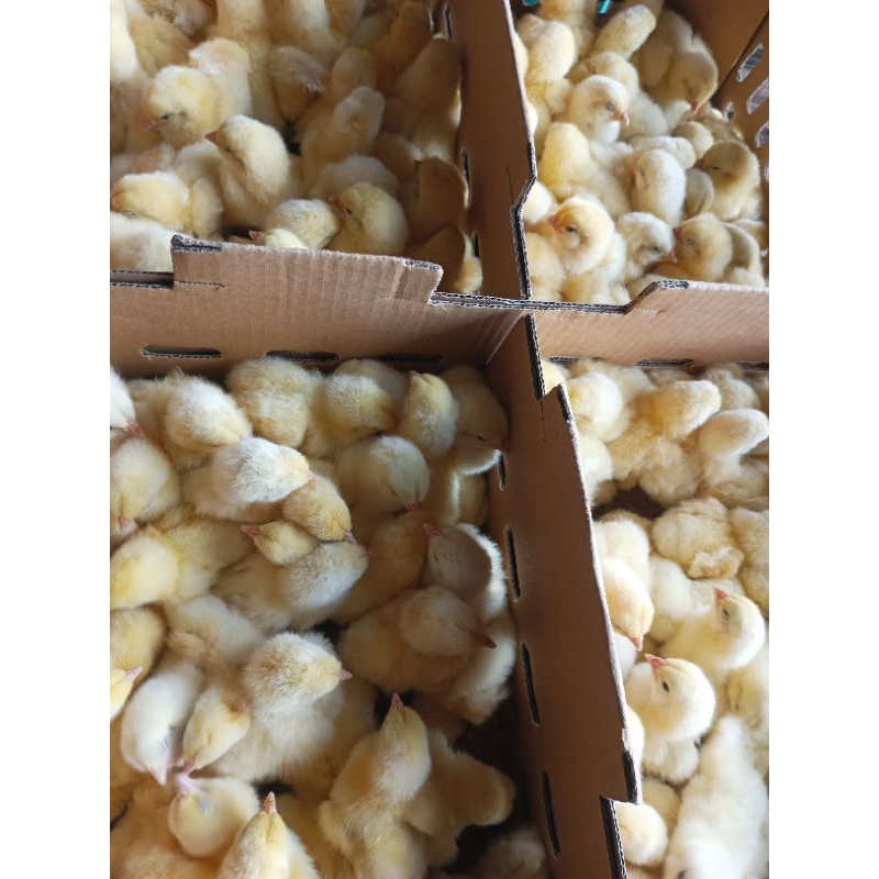 

(Grosir) doc ayam jantan - 1 box ayam jantan - ayam negeri jantan