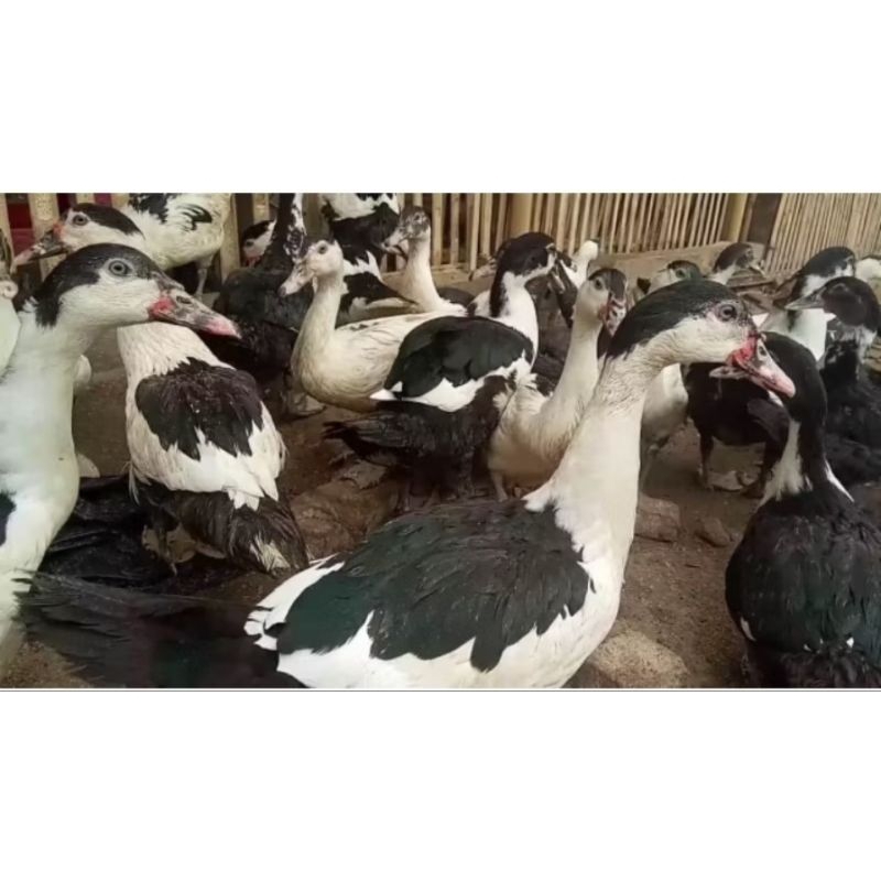 Entok dewasa super usia 2-3 bulan