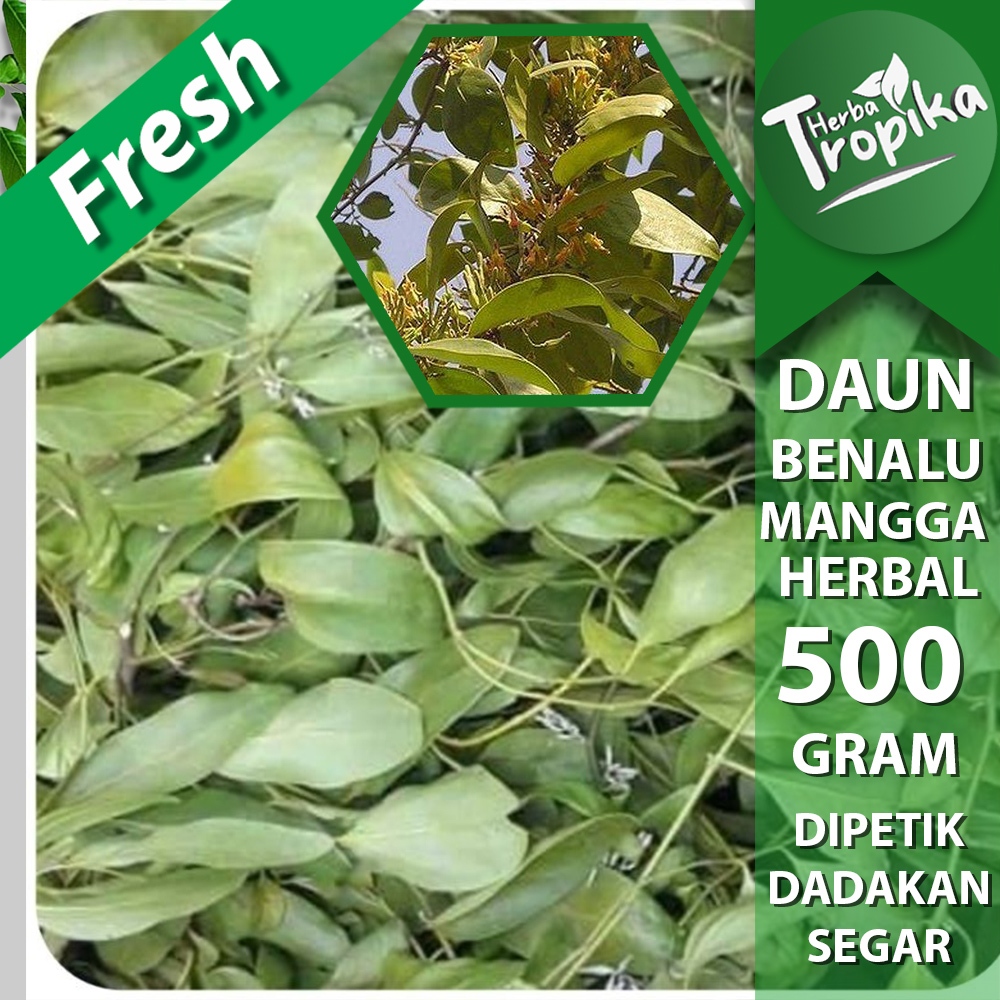 

Daun Benalu Pohon mangga 500 gram herbal alami toko herba tropika