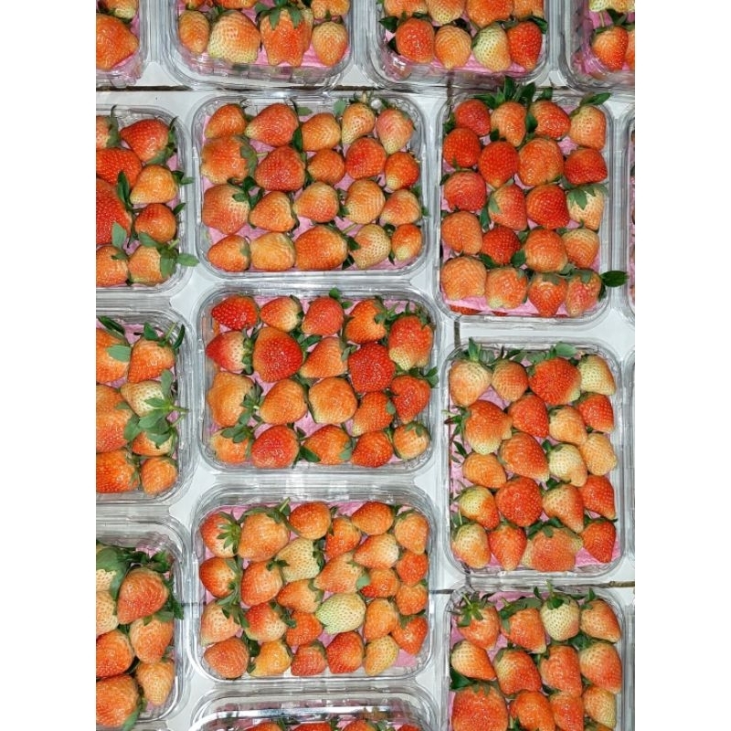 

STRAWBERRY 500GR GRADE AB CIWIDEY BANDUNG PANEN DADAKAN LANGSUNG FRESH