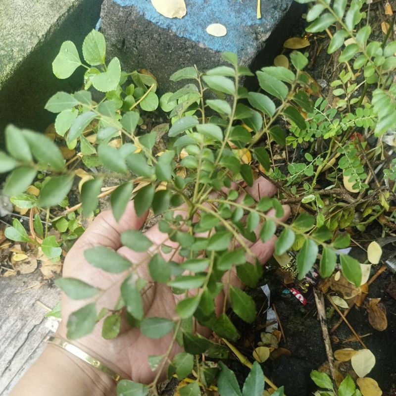 

Tunas baru Daun Kari
