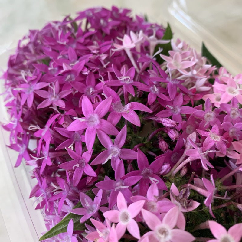 

Edible Flower Star Akar Wangi