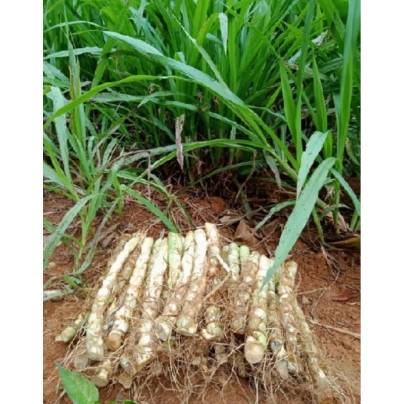 1kg bibit rumput odot segar buat pakan ternak hewan