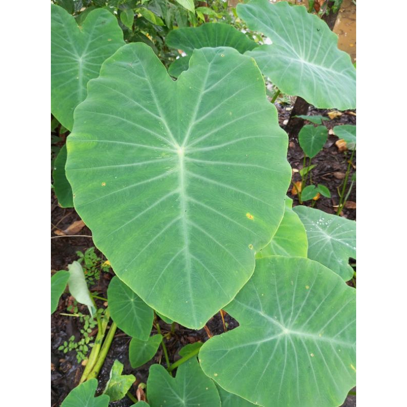 

Daun Talas campur ada yang kecil dan lebar