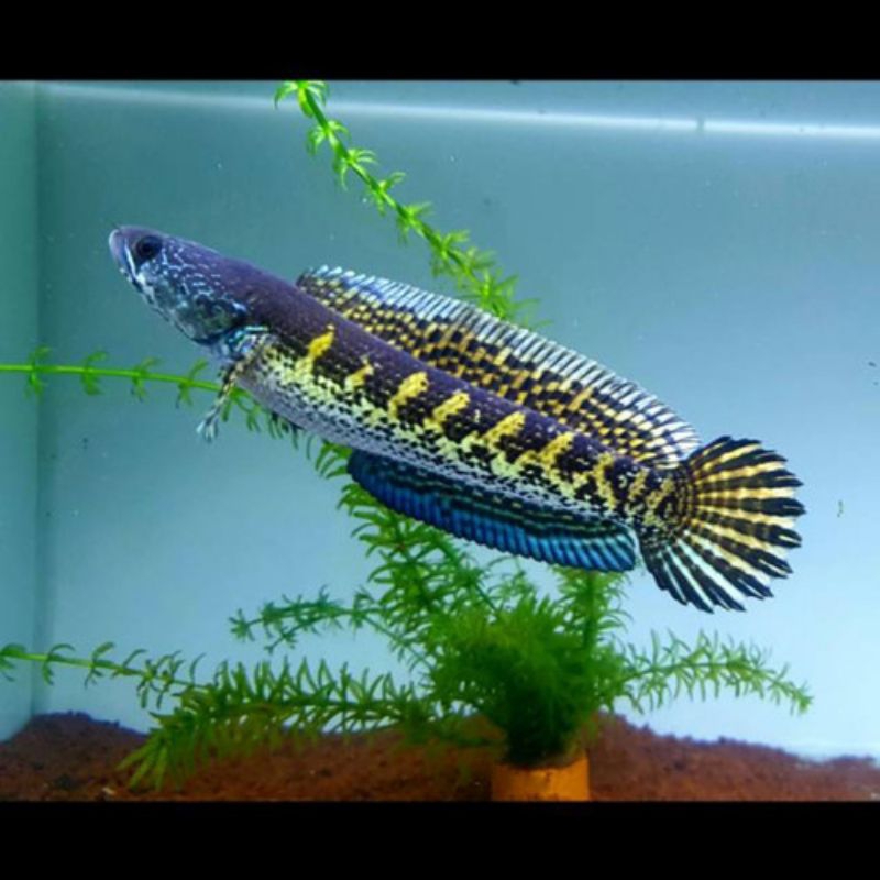 dekorasi aquarium super jekpot channa barca/auranti marculata/sterwati dll