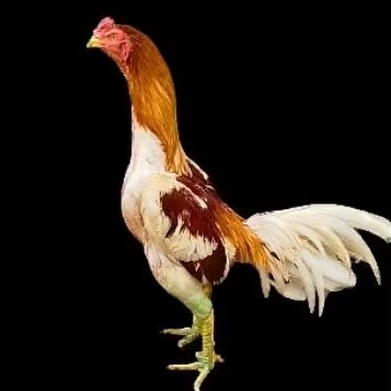 

Telur Ayam Plucker