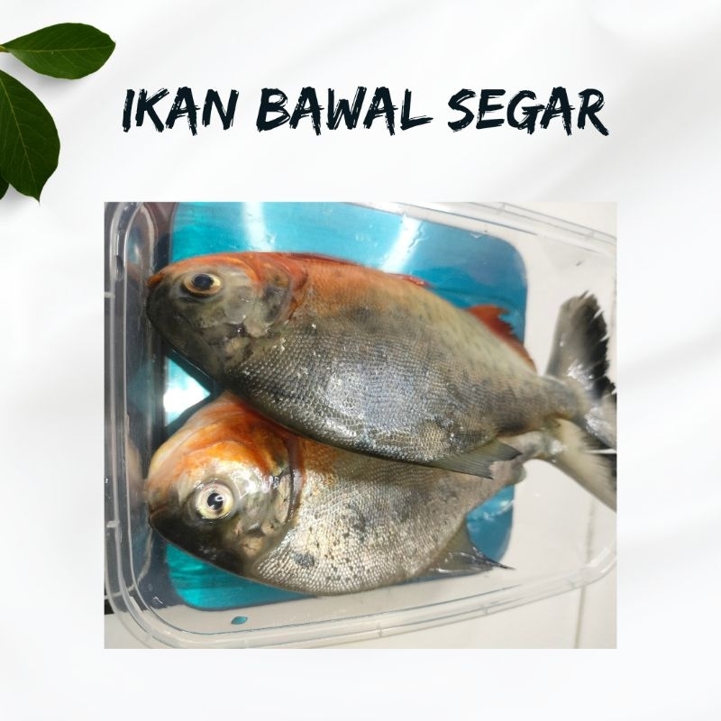 

IKAN BAWAL SEGAR PREMIUM