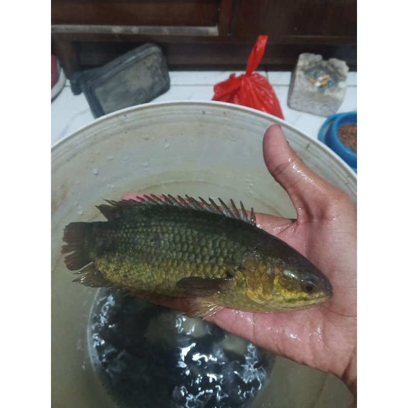 ikan betok super hidup