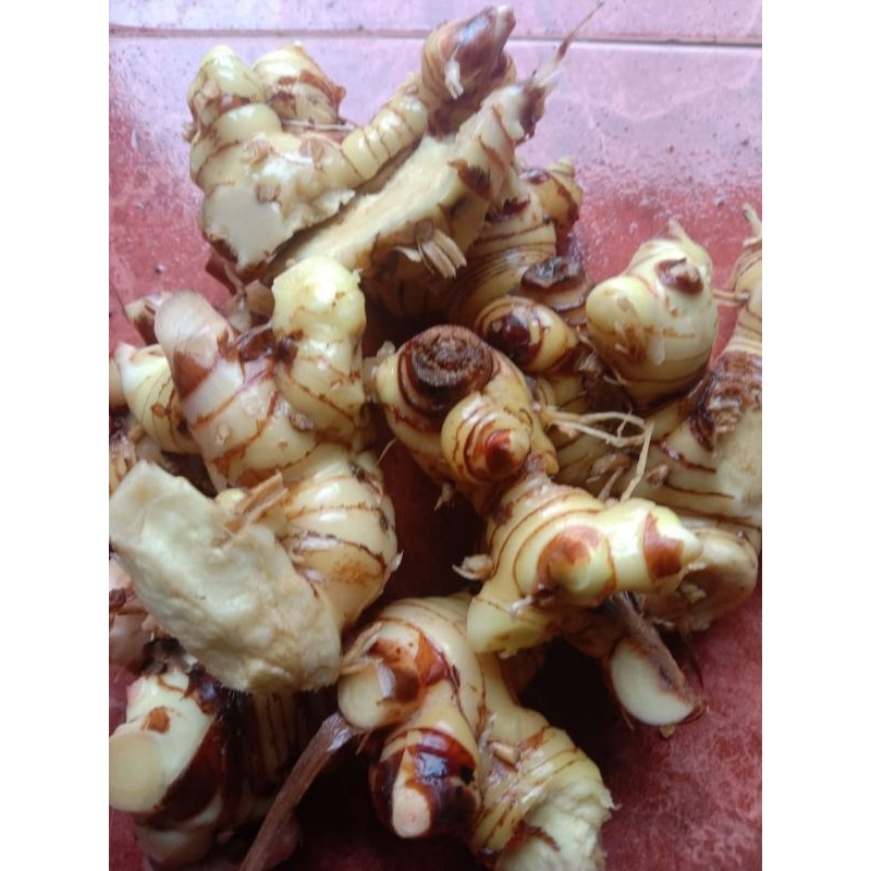 

Lengkuas/laos putih masih fresh