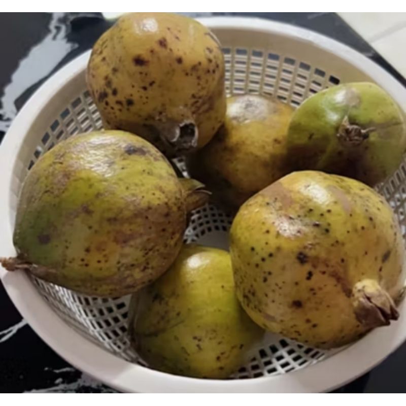 

buah delima/buah pome