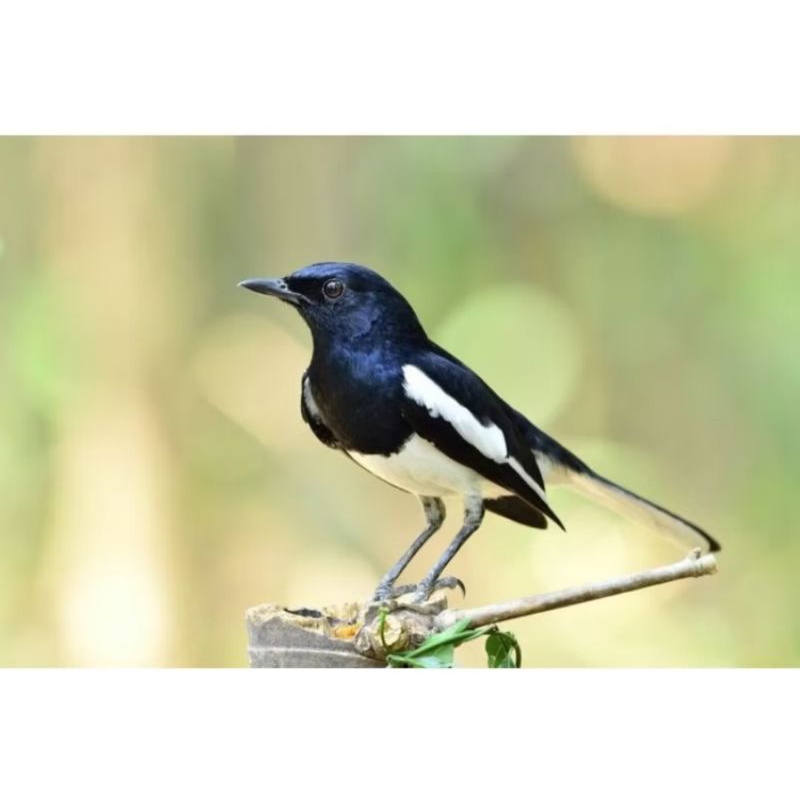 BURUNG KACER JABAR JANTAN VOER TOTAL