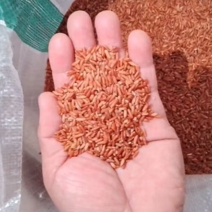 

Beras Merah Kampung super 25 kg / Promo Beras Merah / Diet Beras Merah