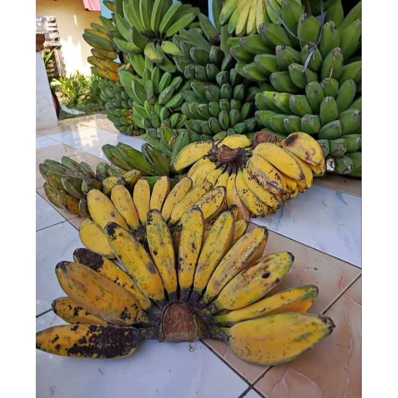 

pisang kepok super murah cianjur