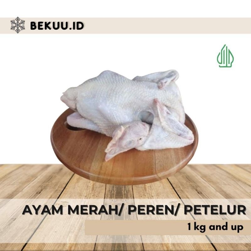 

Ayam Merah/ Peren/ Petelur Parting 1 kg and up bersih Gurih