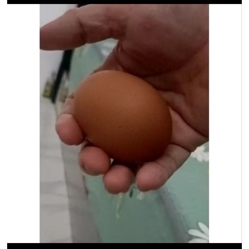 

telur omega atau organir ready stok