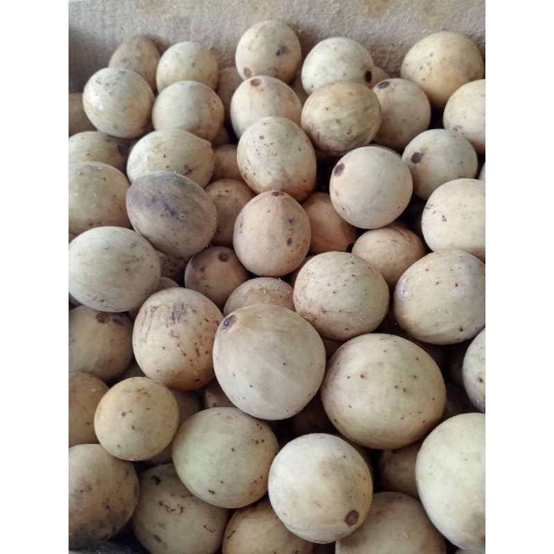 

Buah Duku Palembang 1kg (wajib baca deskripsi produk)