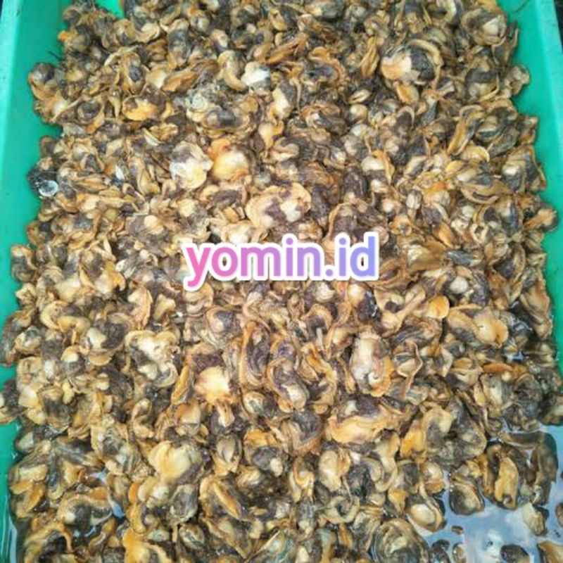 

Kerang Kupas Mentah Bukan Frozen
