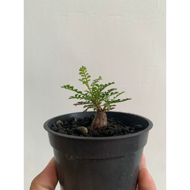 Tanaman Hias Operculicarya Pachypus/ Tanaman Caudex