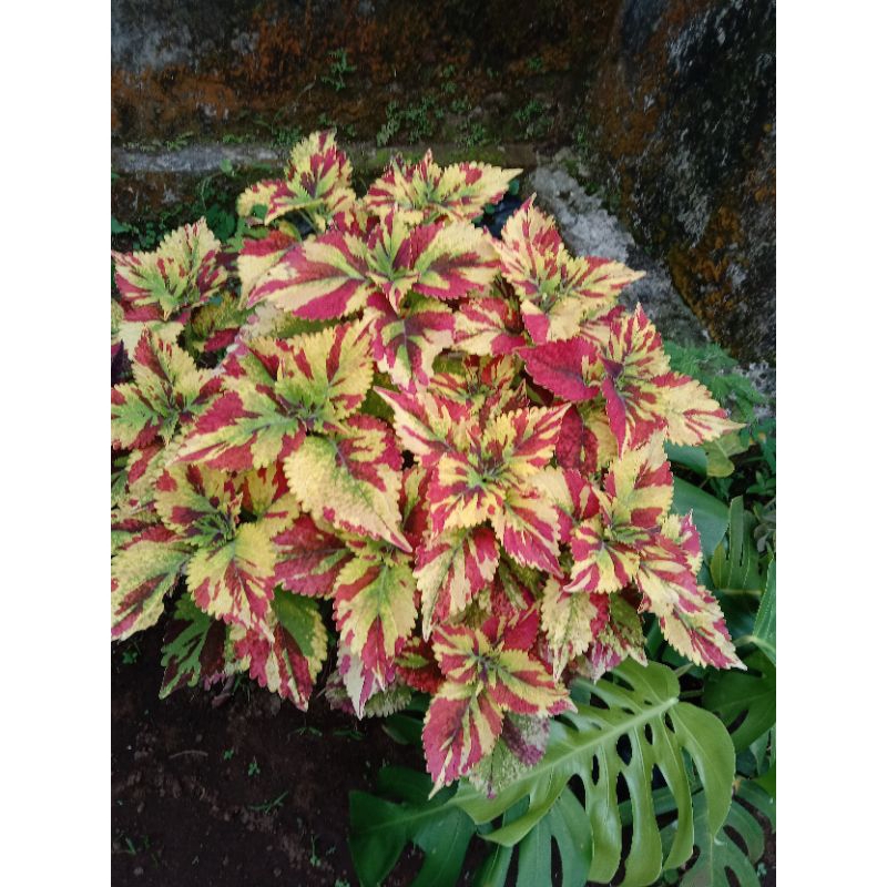 miana premium rainbow