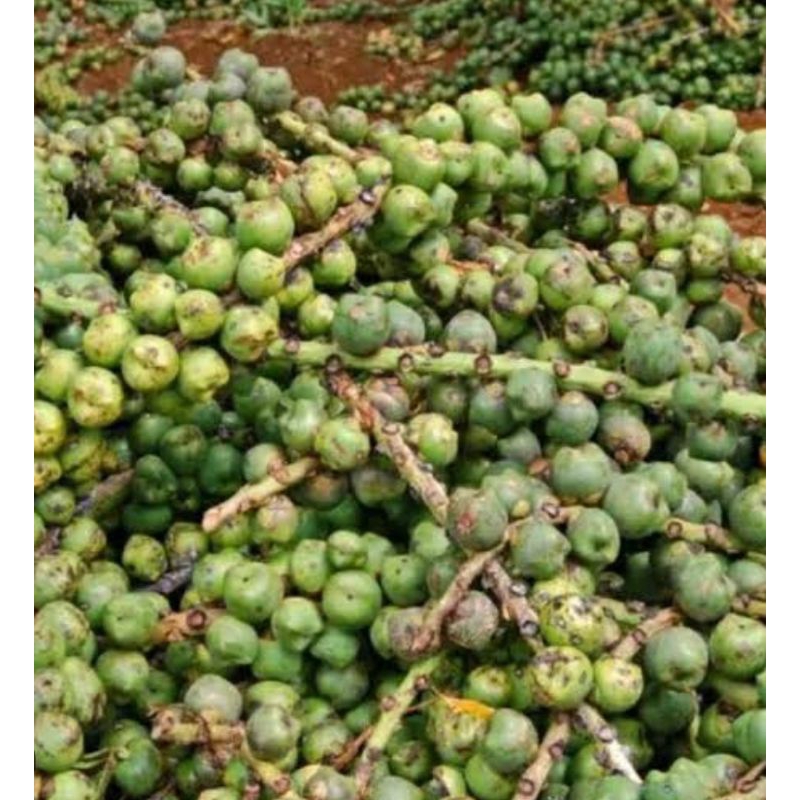 

Buah kolang kaling utuh asli organik berat 10 kg buah asli nusantara