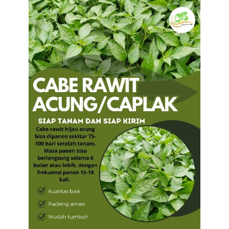 Benih cabe rawit hijau acung/caplak (20 batang) siap tanam, bibit cabe