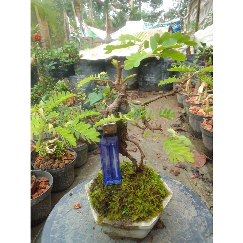 Bonsai asem jawa mame siap pajang