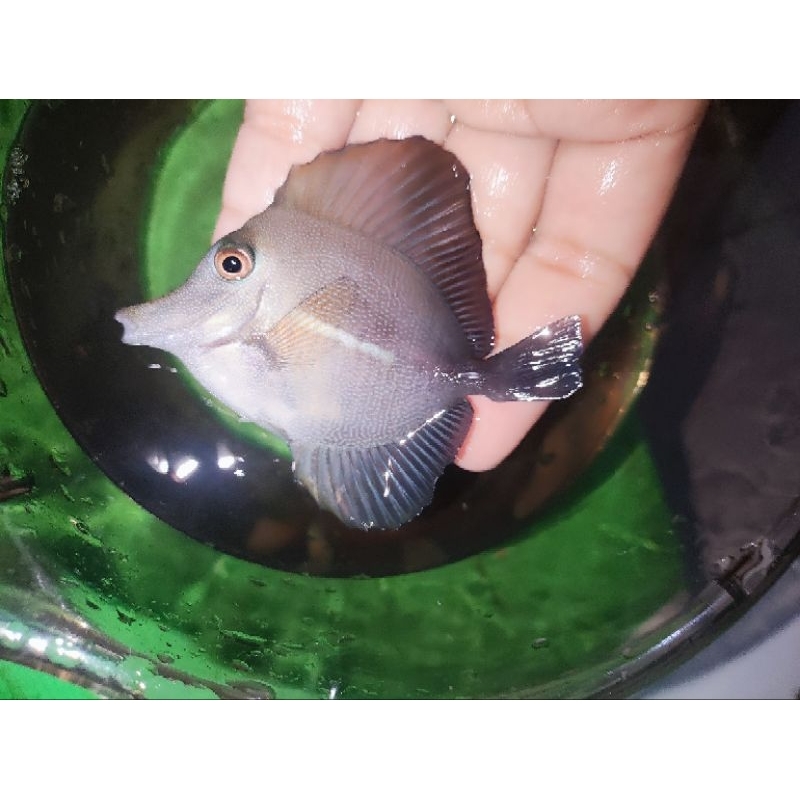 ikan hias laut Burung Laut pemakan lumut