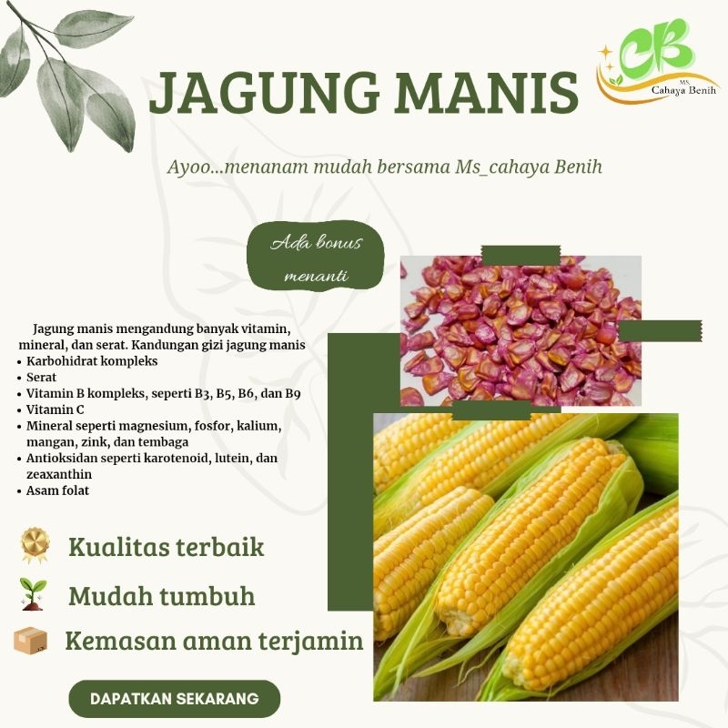 Benih jagung manis 500 butir, bibit biji jagung manis unggul