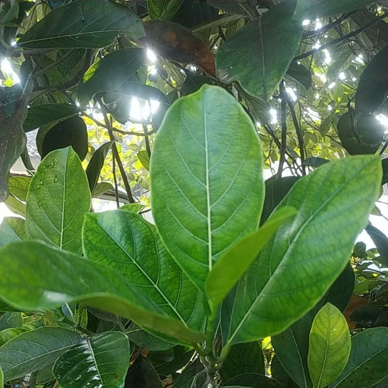

Daun Nangka fresh, dipetik saat ada pesanan. untuk obat herbal