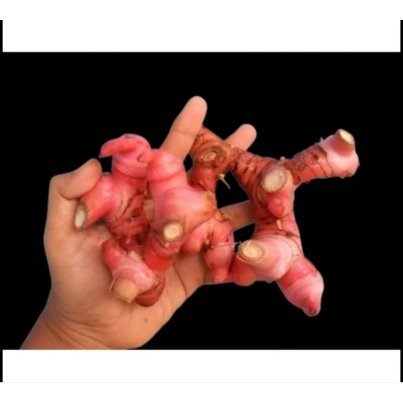 

Lengkuas Merah Segar diambil saat ada orderan masuk 250 gr