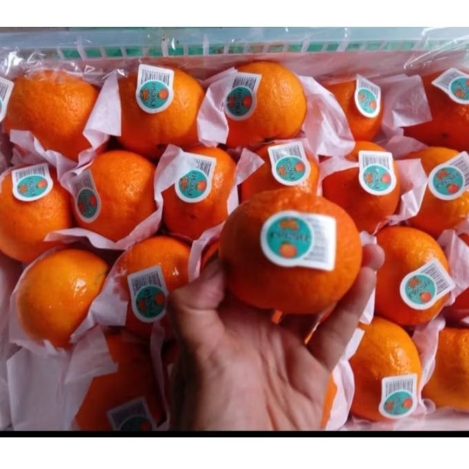 

Buah Jeruk Wokam Keranjang Jual Per 1 BOK Krat