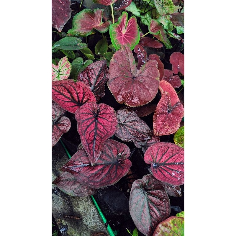 Caladium Red stone