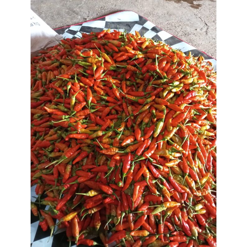 

cabai rawit pagu 250 gr lokal kediri