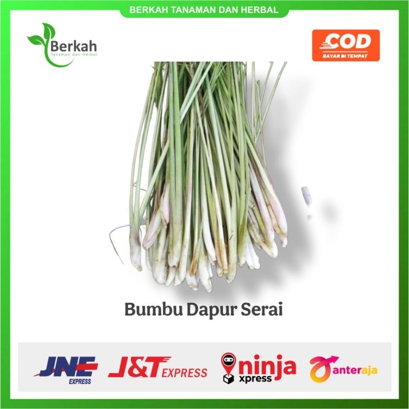 

Serai Wangi Segar Serai Sereh Bumbu Dapur 1.000 gr / 1 kg