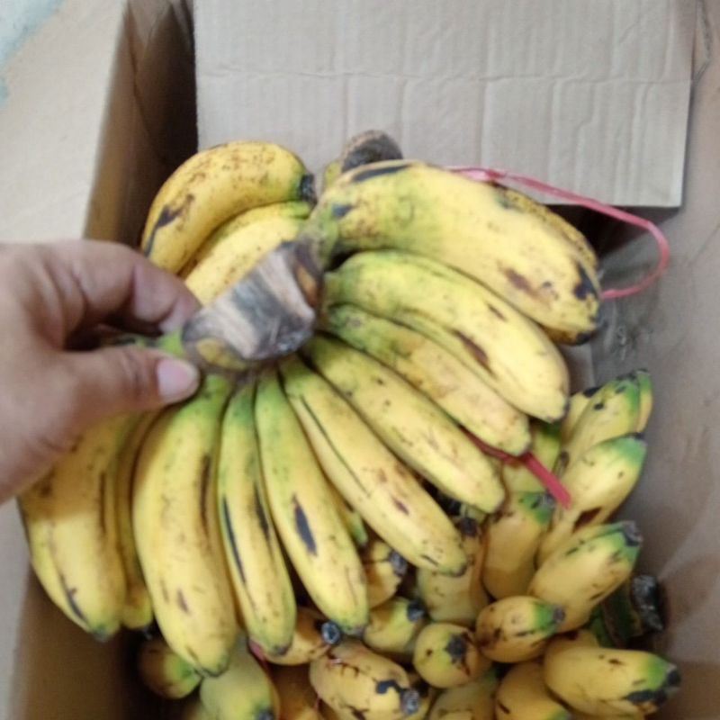 

Pisang barangan/pisang medan