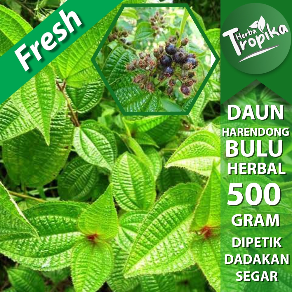 

Daun Harendong Bulu (Clidemia hirta) segar 500 gram herbal alami herba tropika
