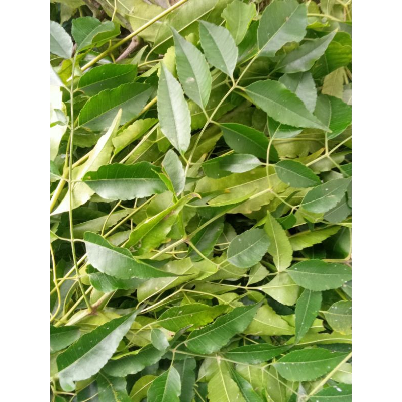 

Daun mimba segar kemasan 1kg