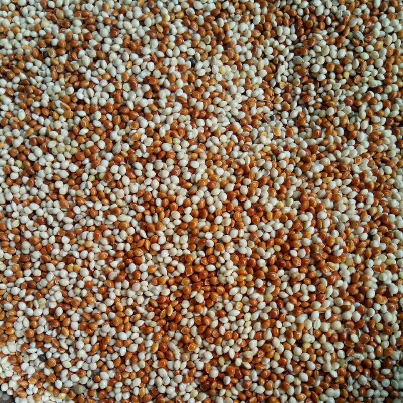 milet putih mix milet merah pakan burung kutut labet kenari sejenisnya