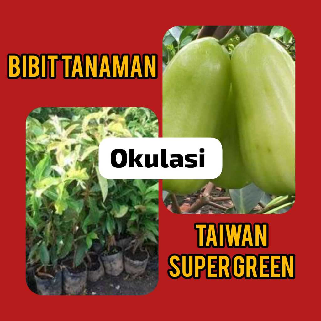 bibit Jambu Air Taiwan Super Green / Jambu Tsg / Jambu Super Green