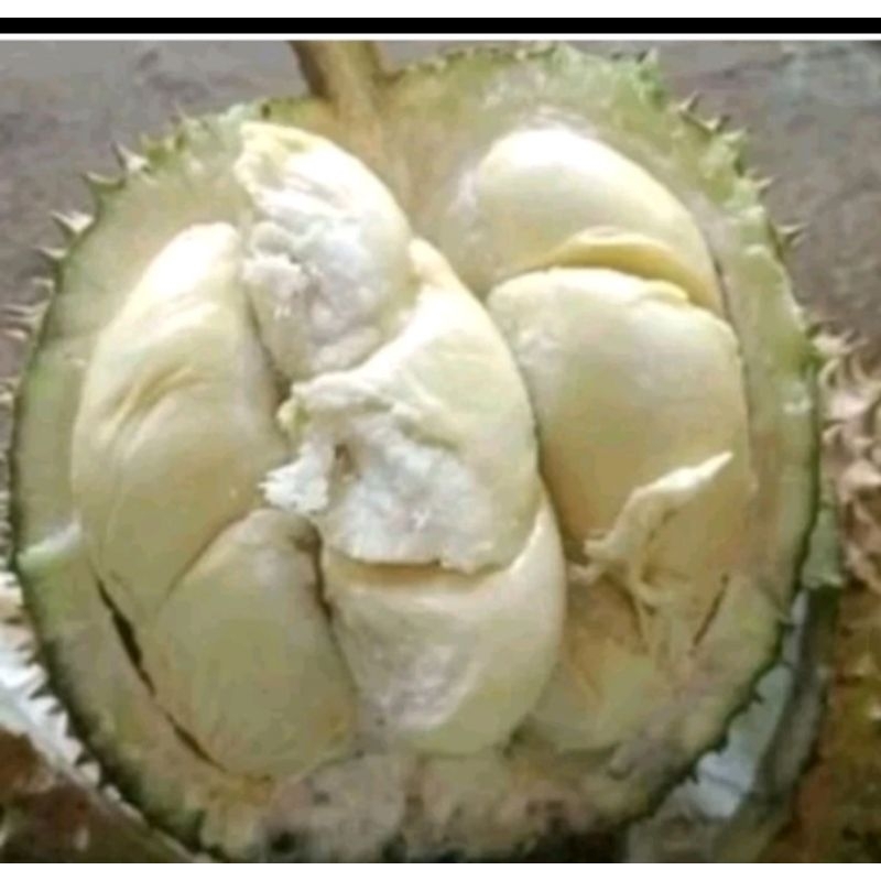 

DURIAN SUPER MANIS