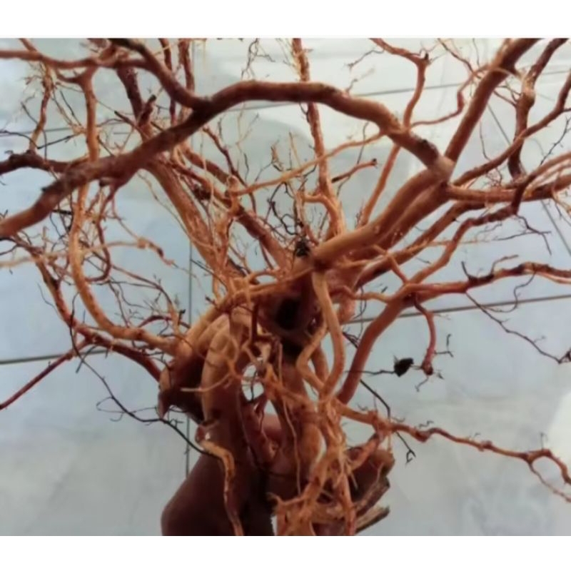 Akar Kayu Senggani Untuk Hiasan aquarium,Akar kayu untuk mempercantik Tampilan Aquarium,per ikat