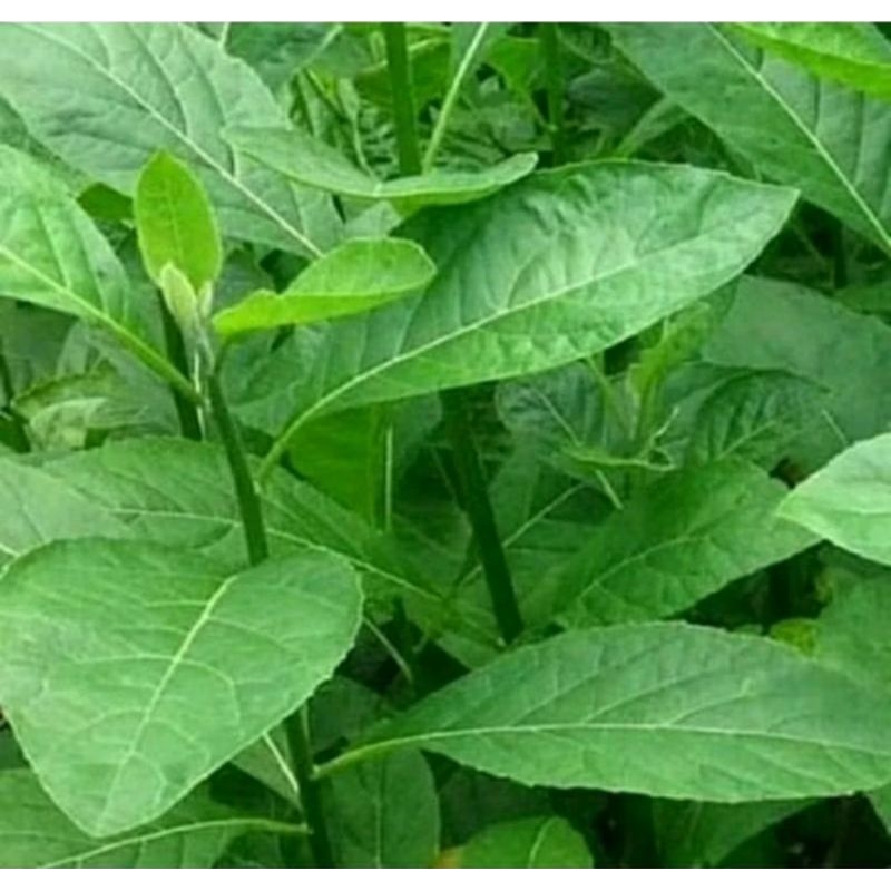 

1 KG DAUN UNSULIN SEGAR / DAUN SAMBUNG NYAWA / DAUN AFRIKA FRESH