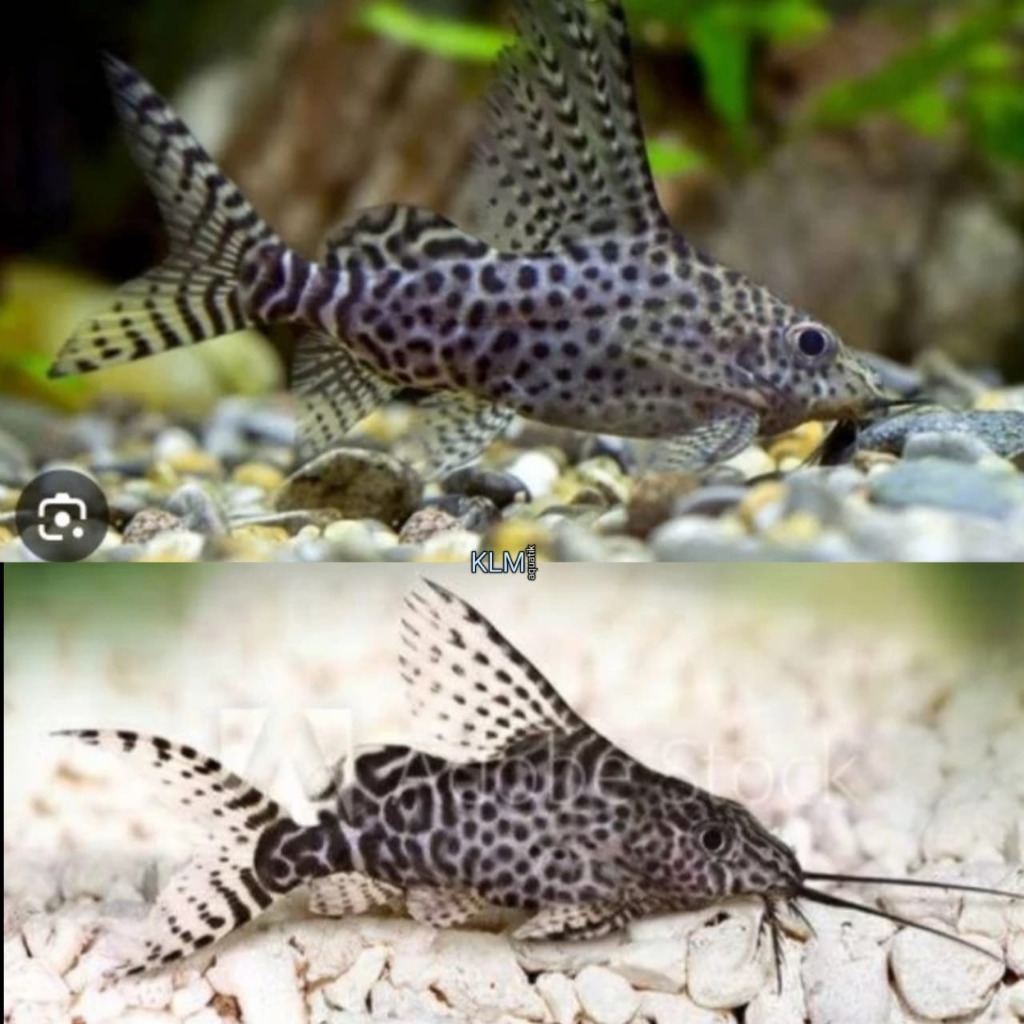PEMBERSIH AQUARIUM SYNODONTIS