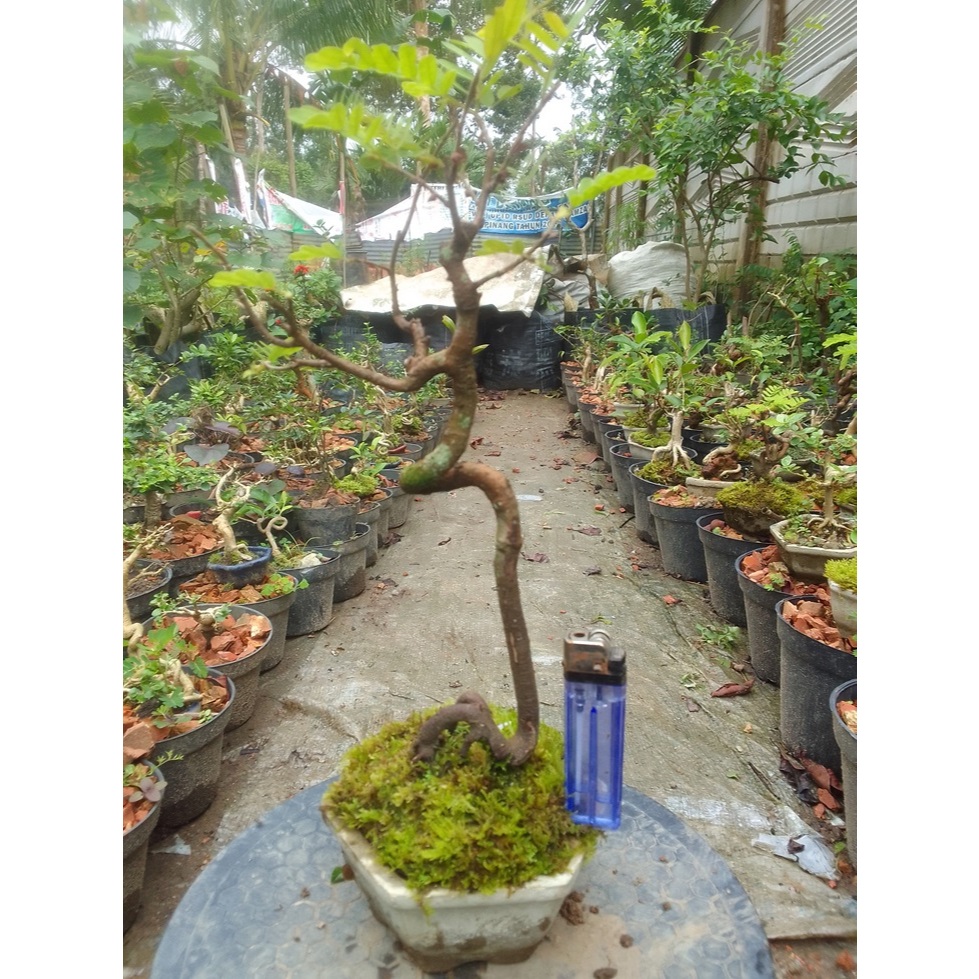Bonsai asem jawa ukuran mame siap pajang dan lanjutkan program
