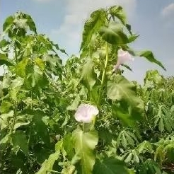 

DAUN KANGKUNG PAGAR/KEROKANG/TONGKENG1kg