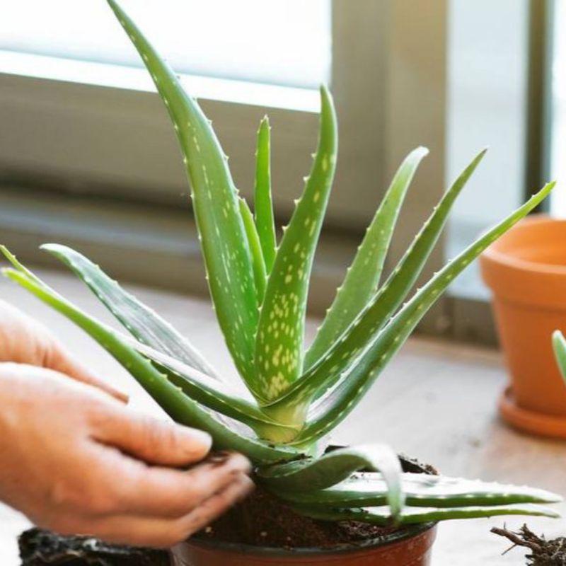 Tanaman lidah buaya tanaman herbal lidah buaya