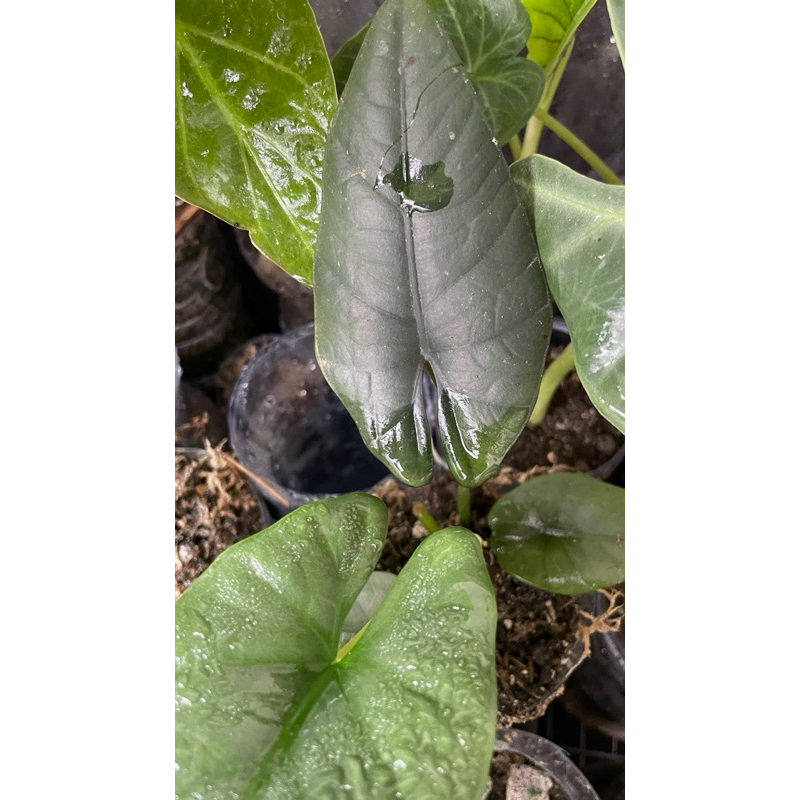 Alocasia Sp Borneo