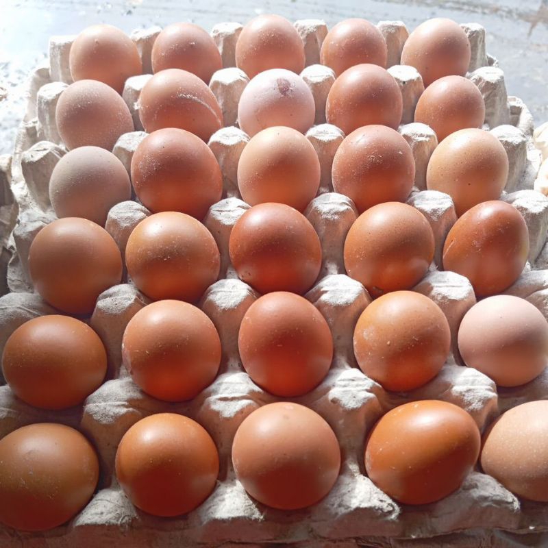 

Telur Ayam Ras Keci