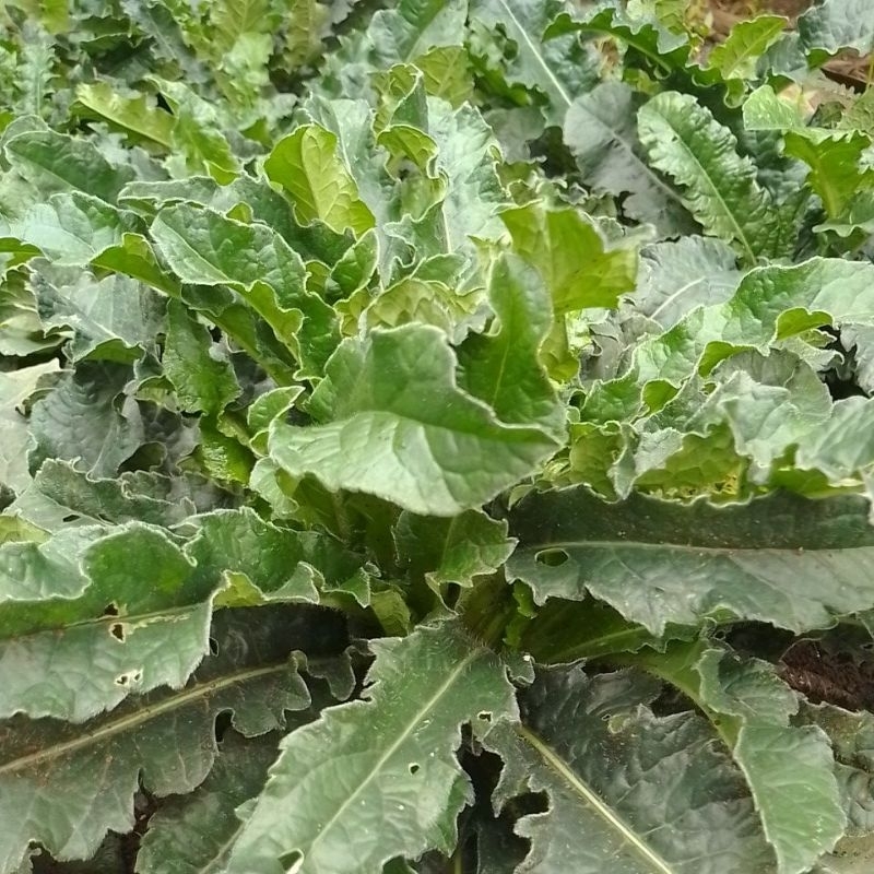 

daun tapak liman segar di cabut dengan akarnya 1 batang pohon dan akarnya