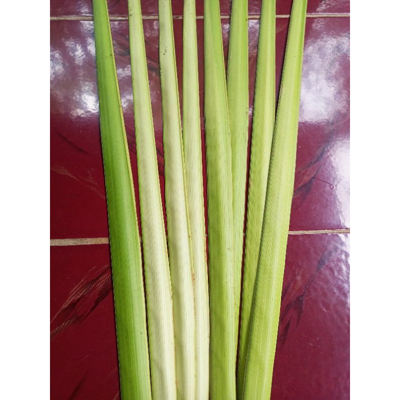 

JANUR KUNING / JANUR KETUPAT / JANUR KELAPA MURAH ISI 20